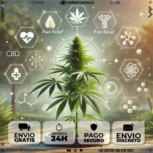 Planta de cannabis con gráficos moleculares que representan el CBD en un entorno natural