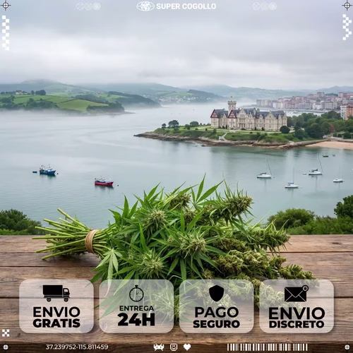 Productos de cáñamo industrial CBD en Santander