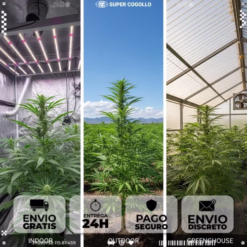 Comparación de tres tipos de cultivo de cáñamo: indoor con luces LED, outdoor en campo abierto y greenhouse en invernadero