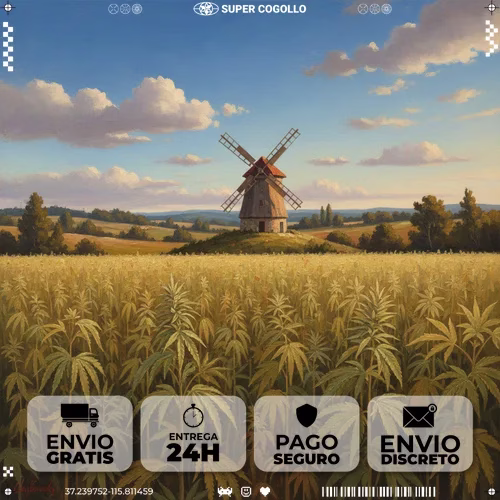 Campo de cáñamo histórico con molino tradicional europeo al fondo