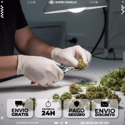 Proceso de manicurado manual de flores de cáñamo con tijeras de precisión