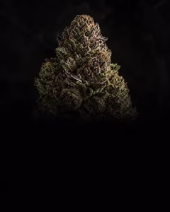 FLOR-INDOOR