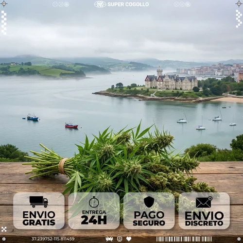 Comprar CBD em Santander - Super Cogollo CBD em Santander - Nossa sede