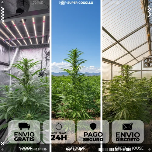 Comparação de três tipos de cultivo de cânhamo: indoor com luzes LED, outdoor em campo aberto e greenhouse em estufa