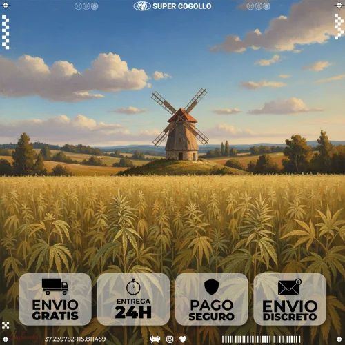 História do cânhamo na Europa Campo de cânhamo histórico com moinho tradicional europeu ao fundo