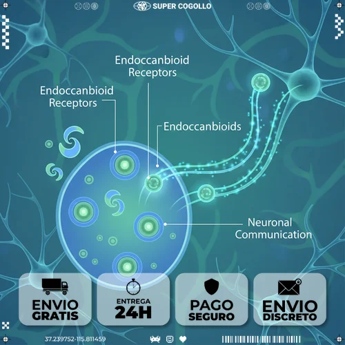 Ilustração científica do sistema endocanabinoide com receptores e moléculas