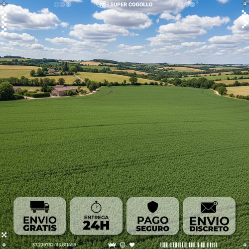 Campo de cânhamo exuberante desde o ar, mostrando a extensão do cultivo sustentável